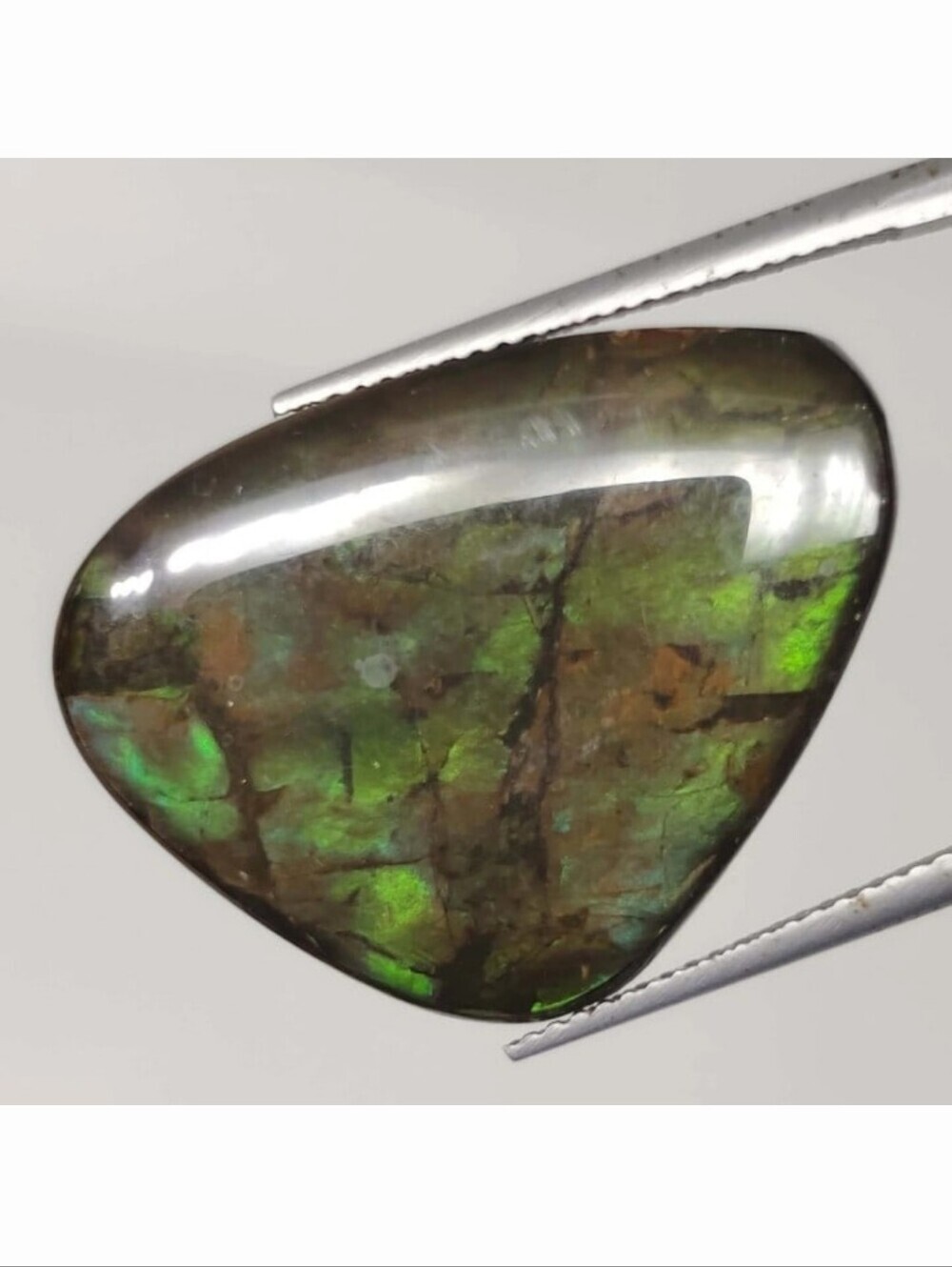 16.35 Ct "Rarest" Natural Ammolite